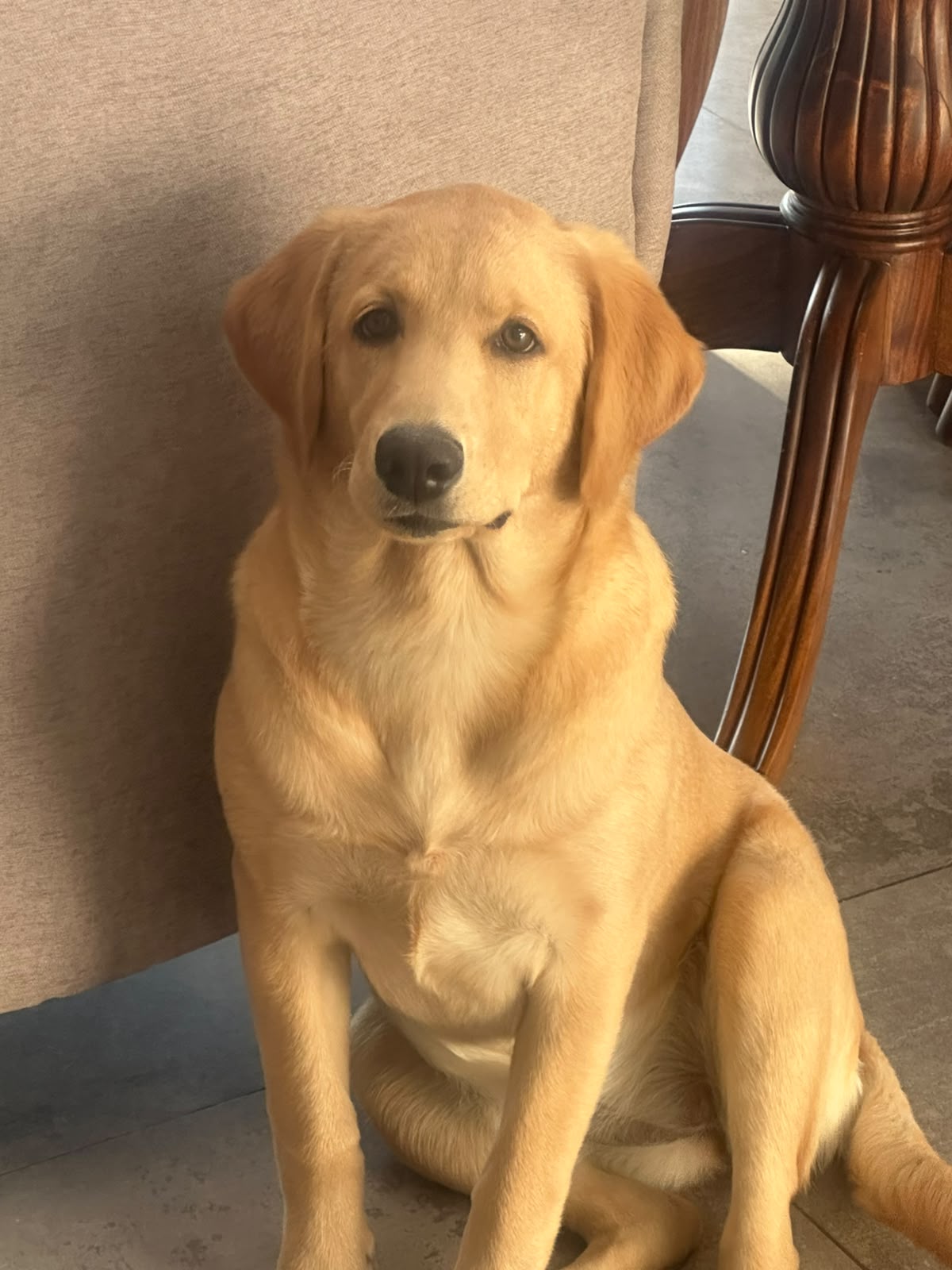 Guardería Canina